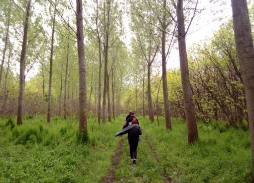 Gradska šuma – zelena oaza i skrivena divljina u srcu Pančeva